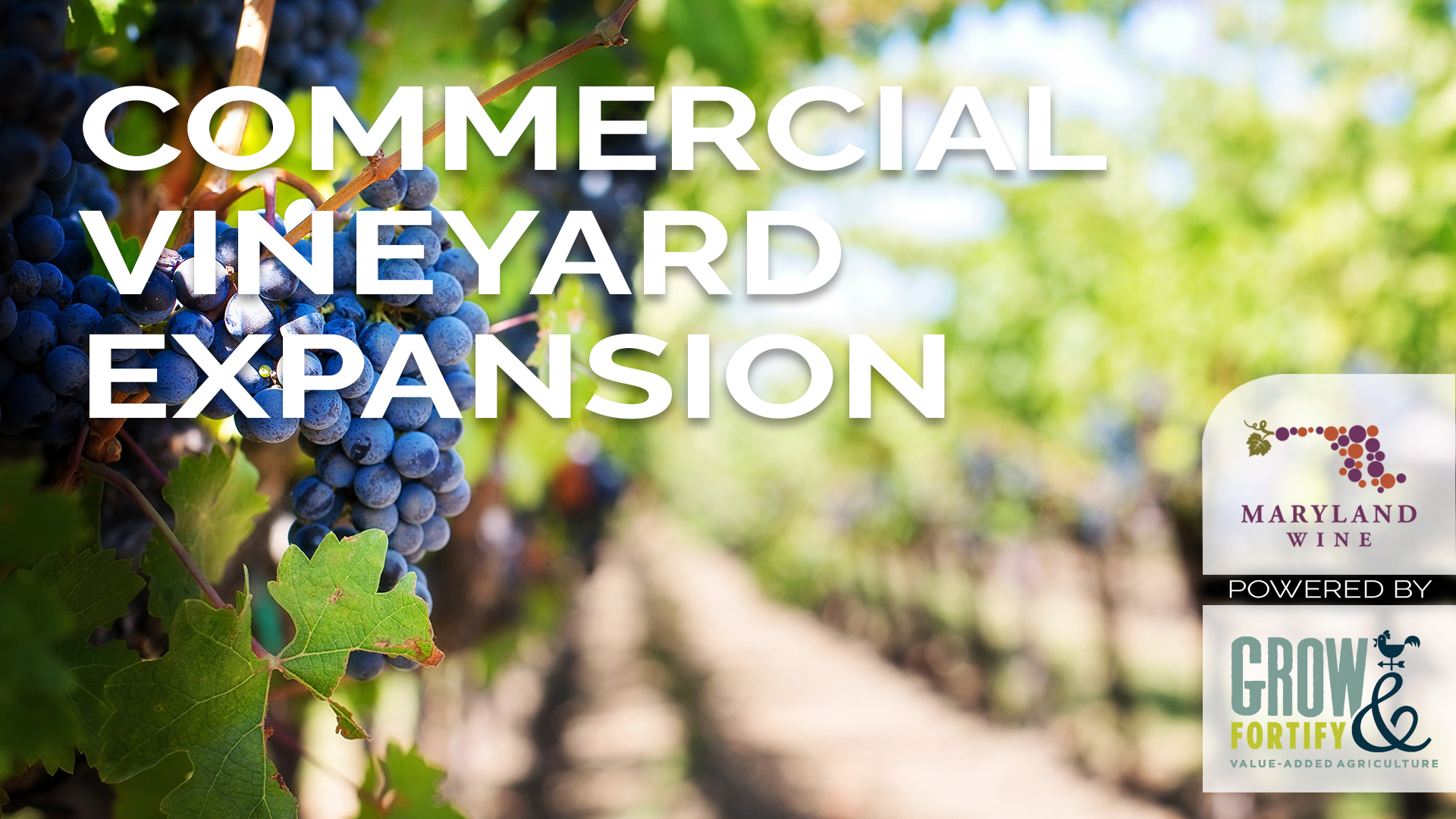 Commercial Vineyard Expansion Course Launches Cultivate & Craft